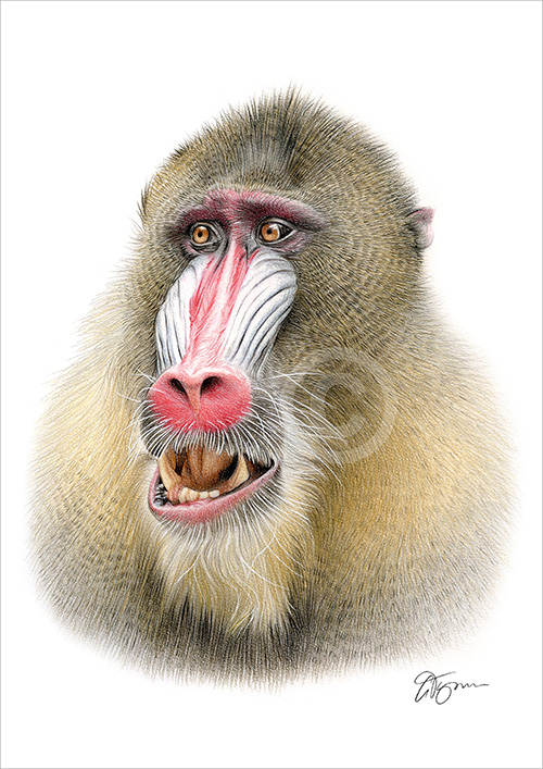 Colour pencil drawing of a Mandrill