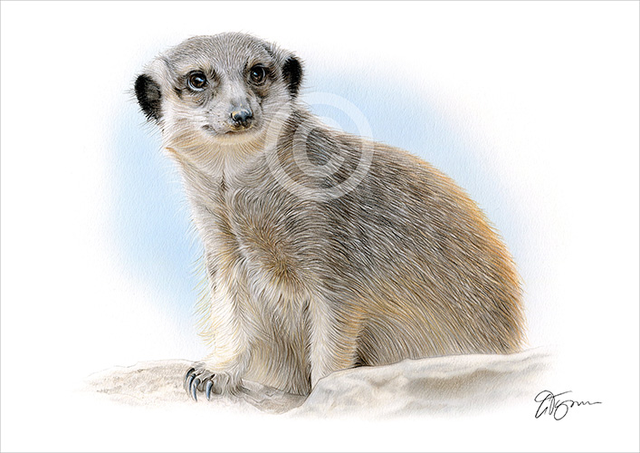 Pencil drawing of an African meerkat