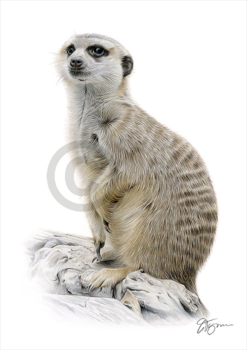 Pencil drawing of an adult meerkat
