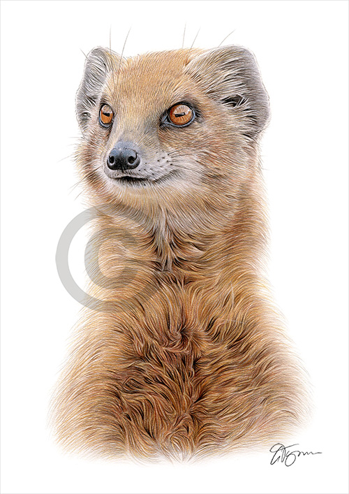 Pencil drawing of a mongoose