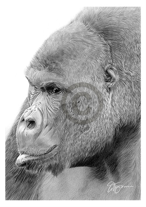 Pencil drawing of a mountain gorilla