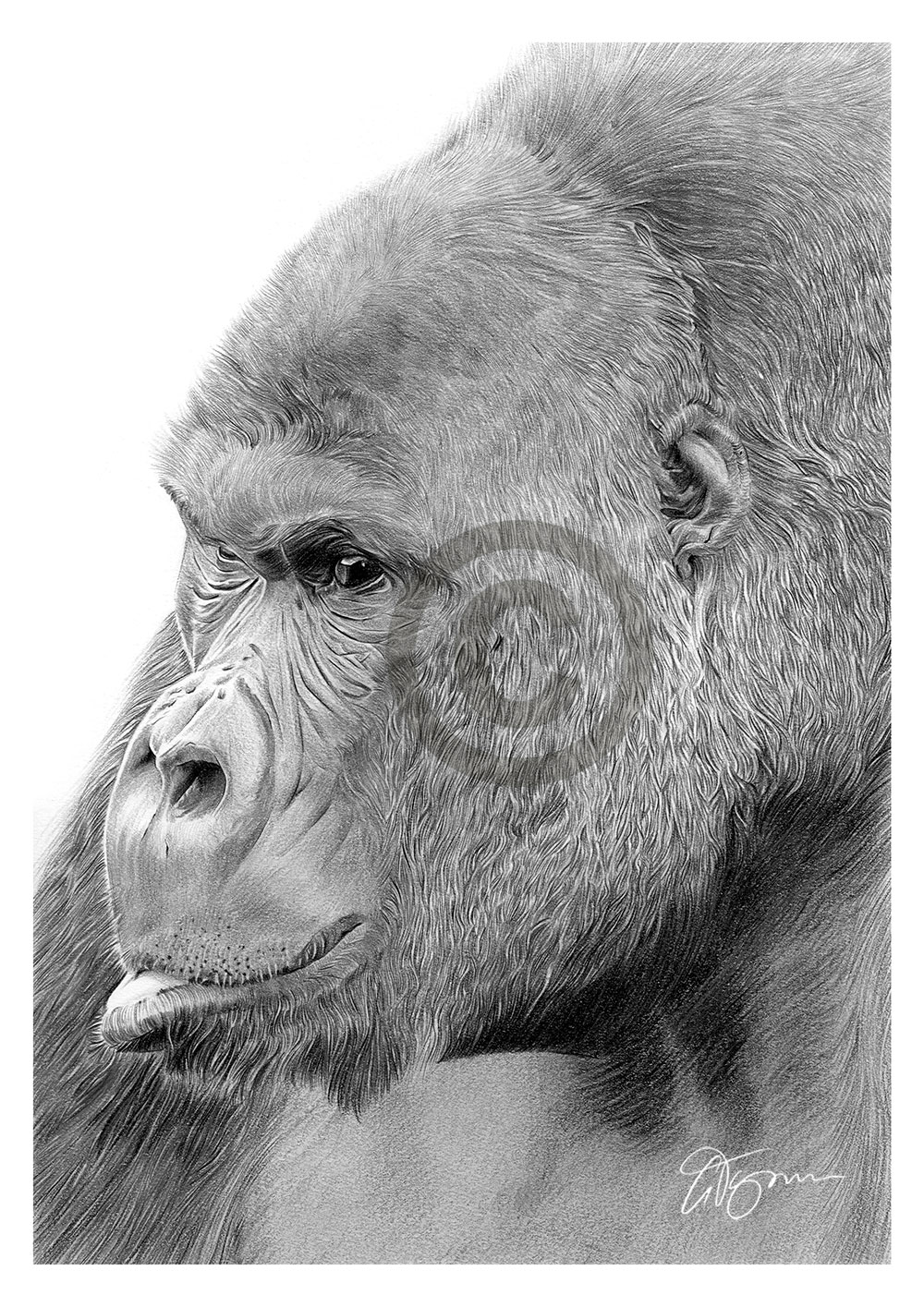Pencil drawing of a mountain gorilla Pencil drawing of a mountain gorilla by artist Gary Tymon