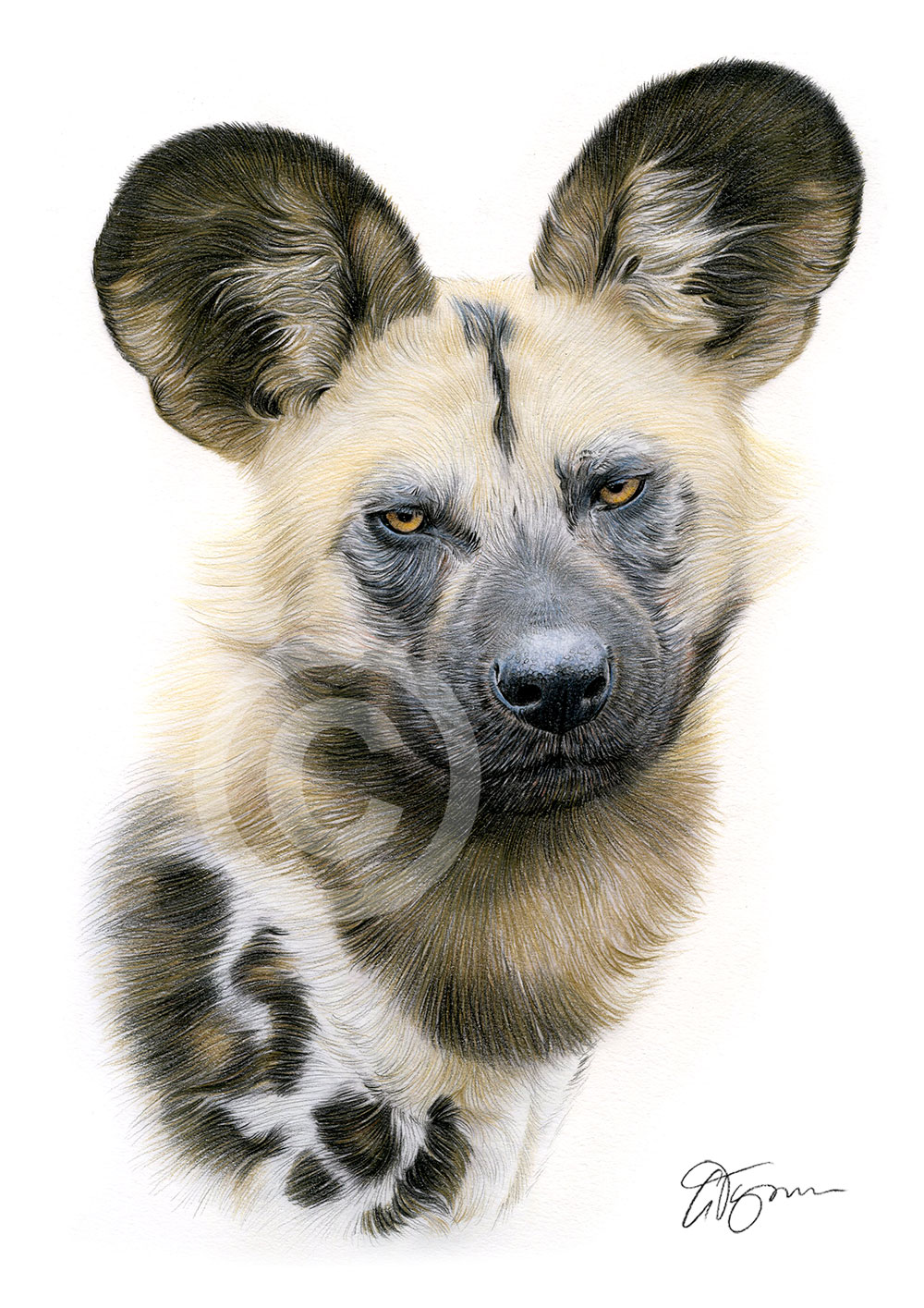 Pencil drawing of an African painted dog Pencil drawing of an African painted dog by artist Gary Tymon