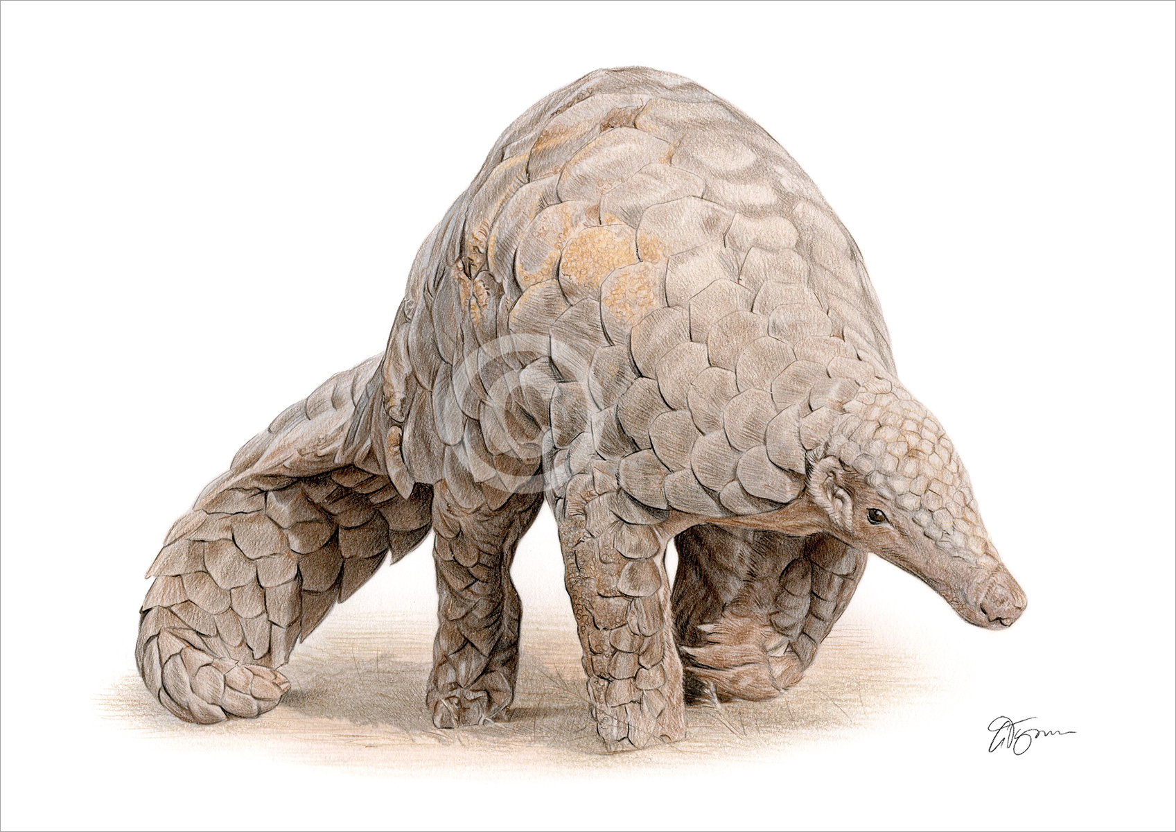 Pencil drawing of an African pangolin Pencil drawing of an African pangolin by artist Gary Tymon