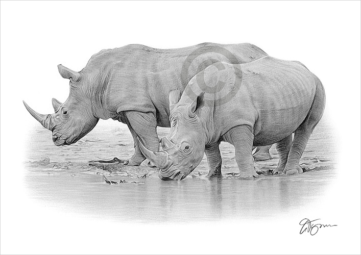 Pencil drawing of two rhinos