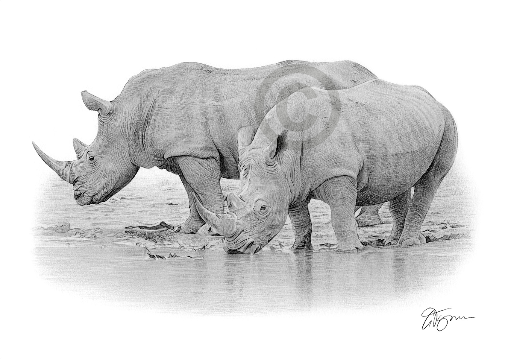 Pencil drawing of two rhinos by the river Pencil drawing of two rhinos by the river by artist Gary Tymon