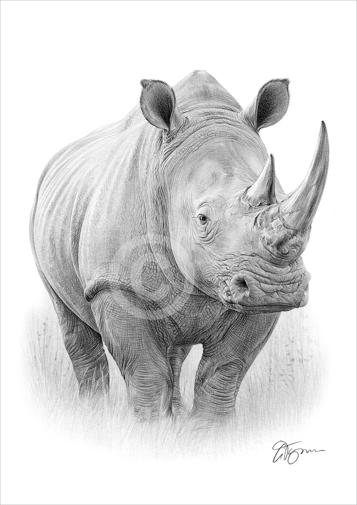 Pencil drawing of a Rhino in portrait by artist Gary Tymon