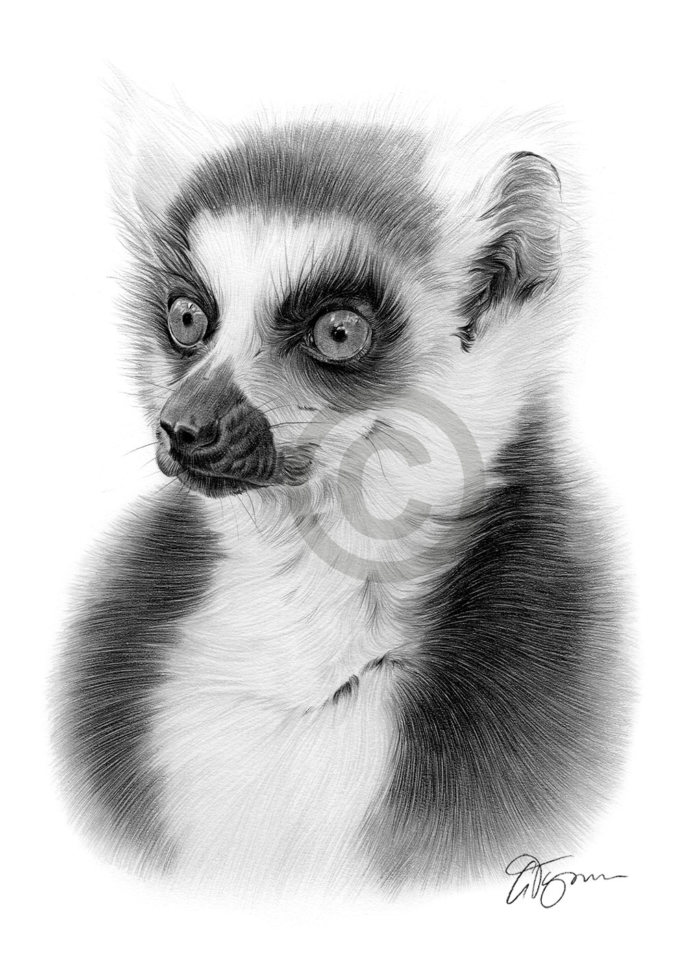 Pencil drawing of a ring-tailed lemur Pencil drawing of a ring-tailed lemur by artist Gary Tymon
