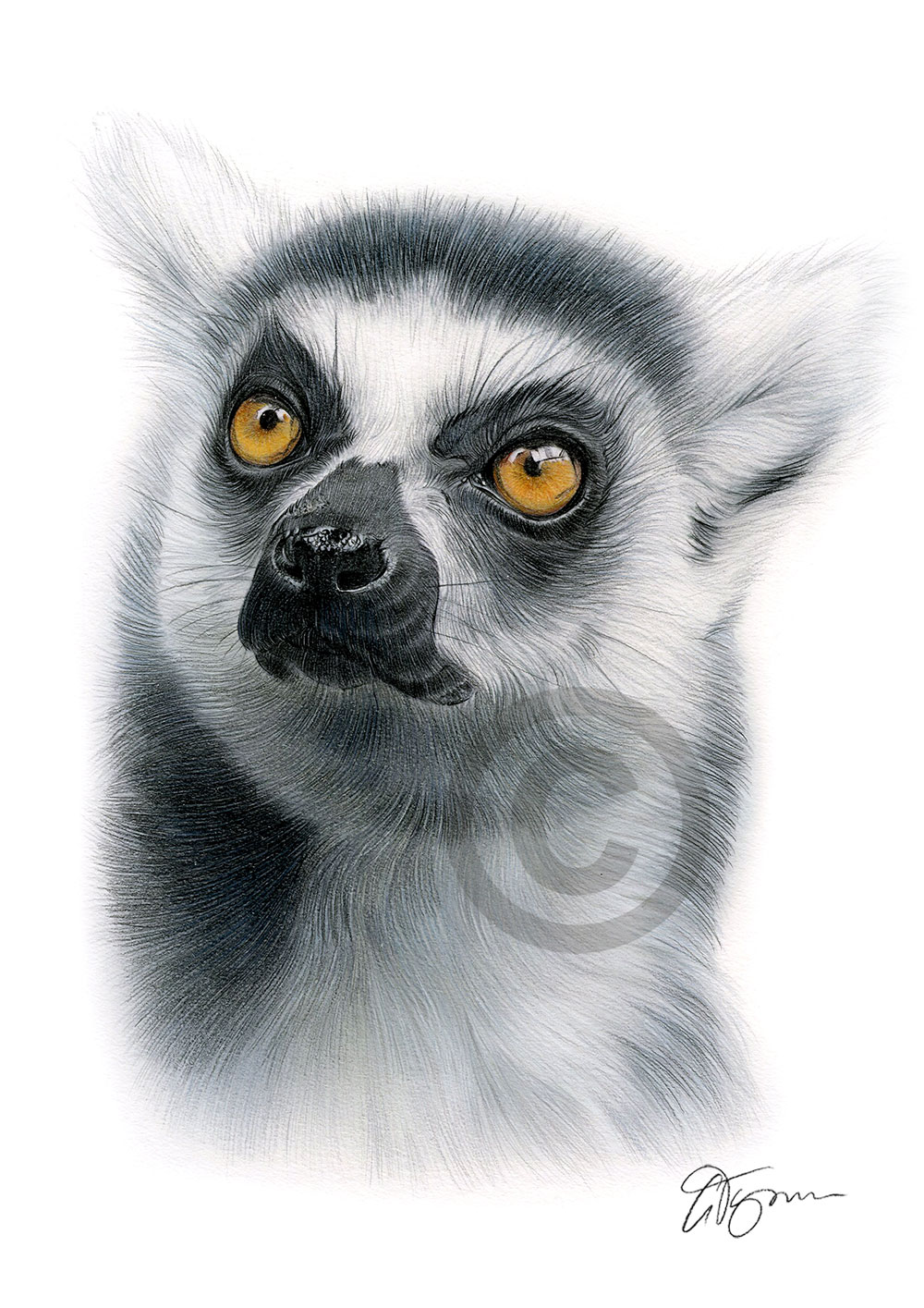 Pencil drawing of a ring-tailed lemur in colour Pencil drawing of a ring-tailed lemur in colour by artist Gary Tymon