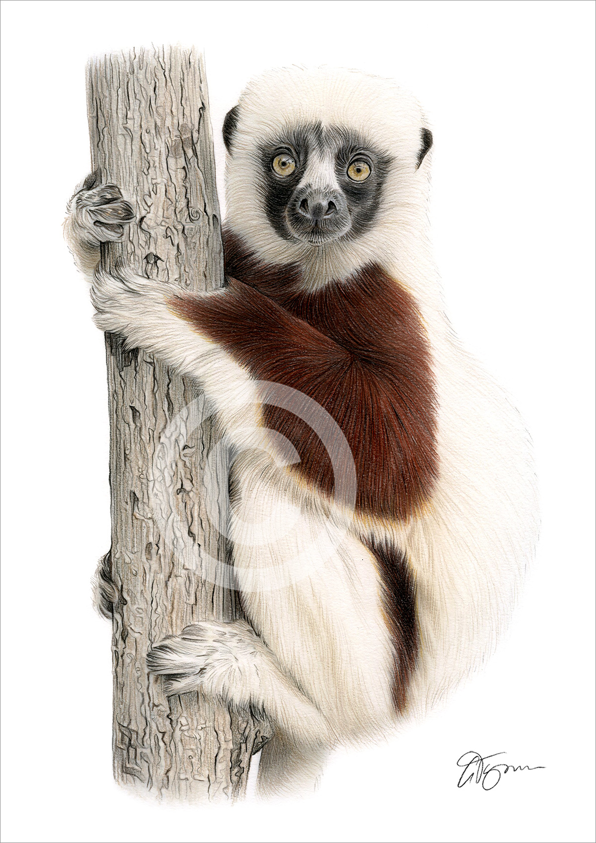 Pencil drawing of a sifaka Pencil drawing of a sifaka by artist Gary Tymon