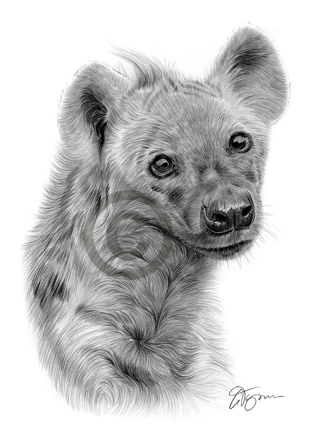 Pencil drawing of a spotted hyena Pencil drawing of a spotted hyena by artist Gary Tymon