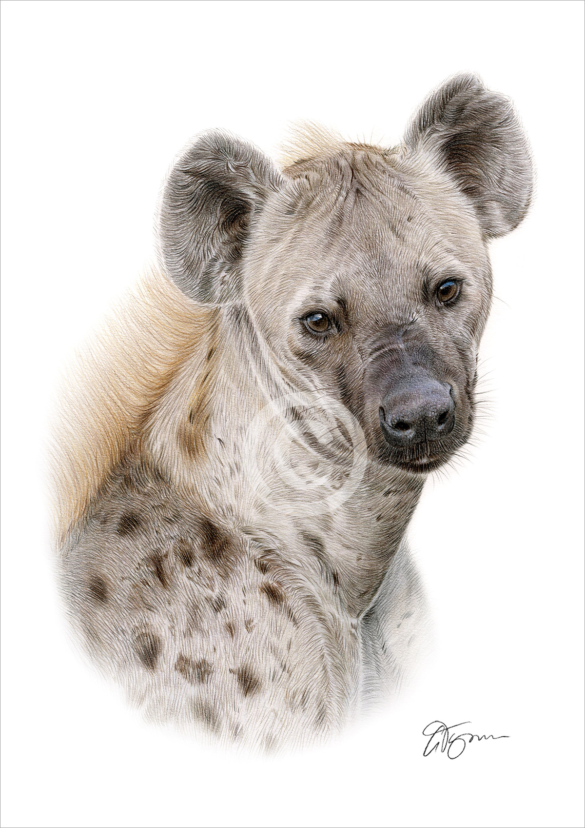 Colour pencil drawing of a spotted hyena by artist Gary Tymon
