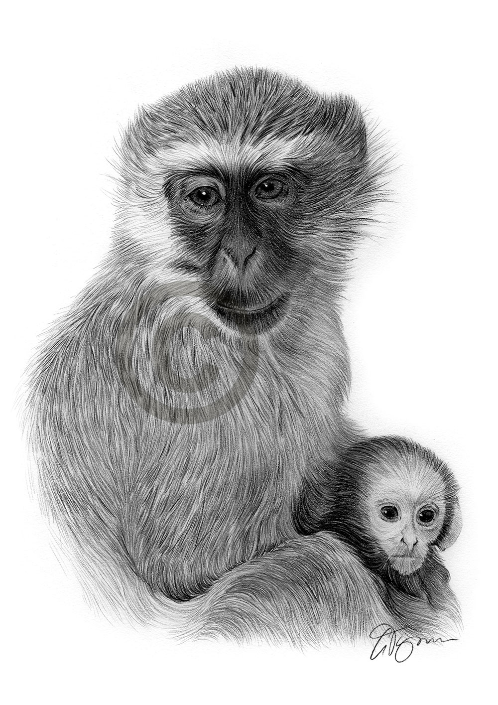 Pencil drawing of a vervet monkey Pencil drawing of a vervet monkey by artist Gary Tymon