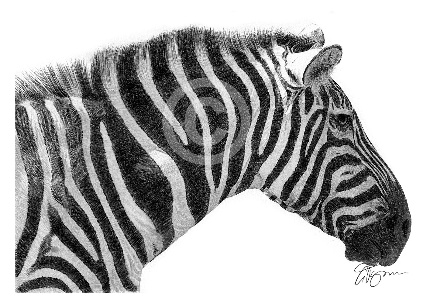 Pencil drawing of an African zebra Pencil drawing of an African zebra by artist Gary Tymon