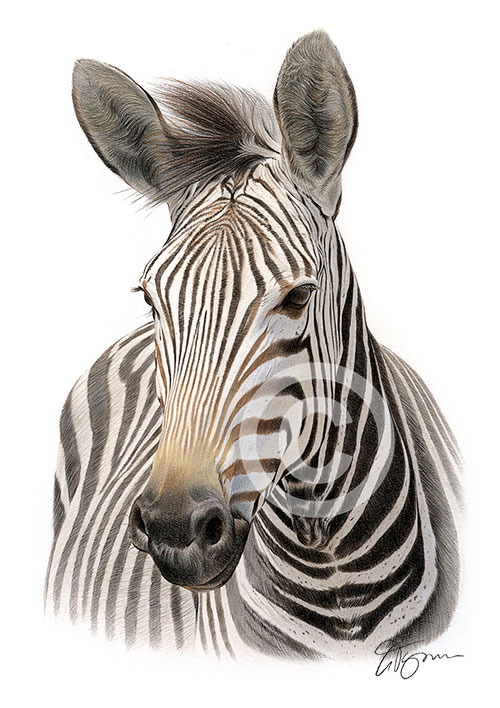 Pencil drawing of an African zebra in colour