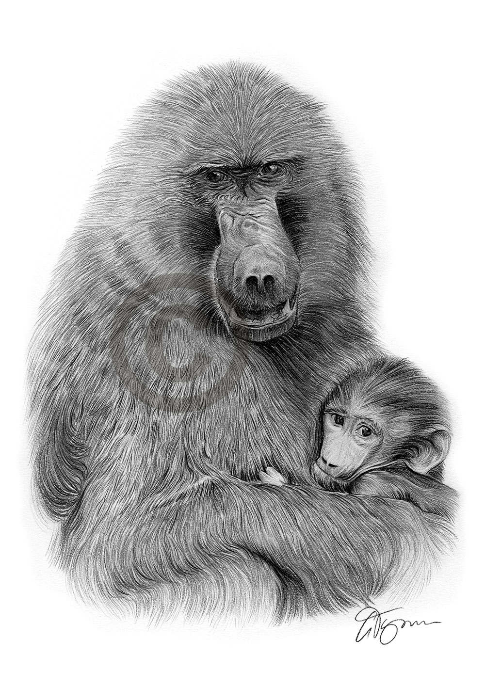 Pencil drawing of a baboon by artist Gary Tymon