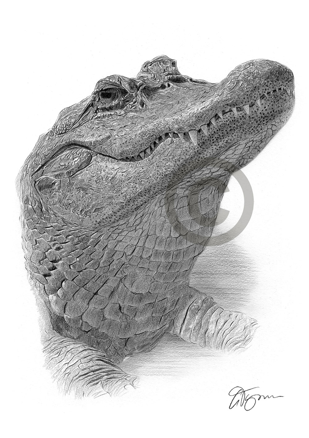 Young Crocodile, Drawing by Salih Dal | Artmajeur