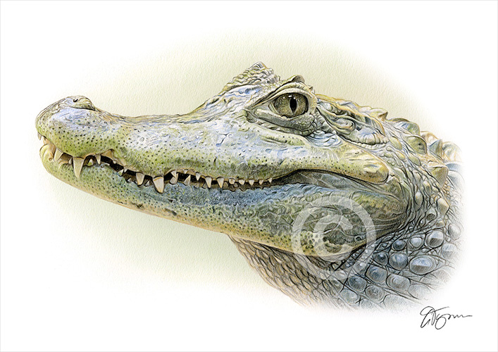 Pencil drawing of an alligator in colour