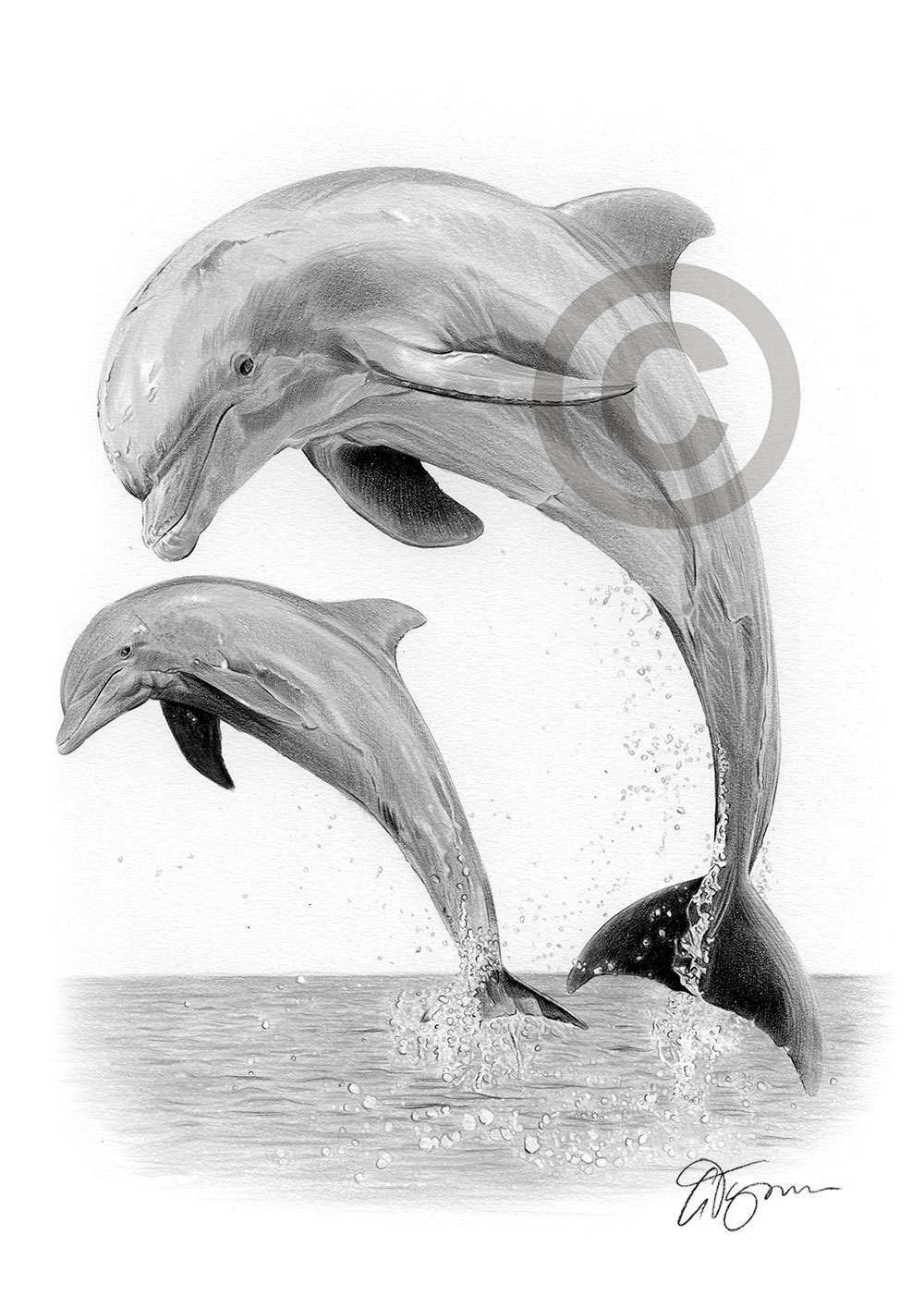 Pencil drawing of a dolphin Pencil drawing of a dolphin by artist Gary Tymon