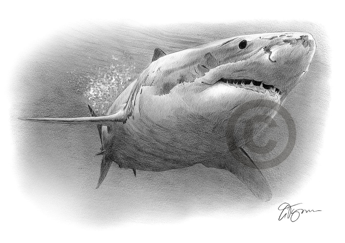 Pencil drawing of a great white shark Pencil drawing of a great white shark by artist Gary Tymon