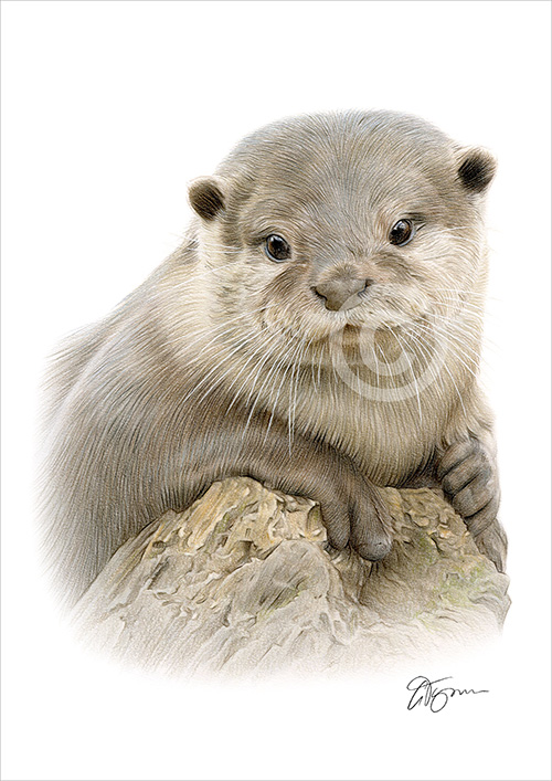 Colour pencil drawing of an Otter