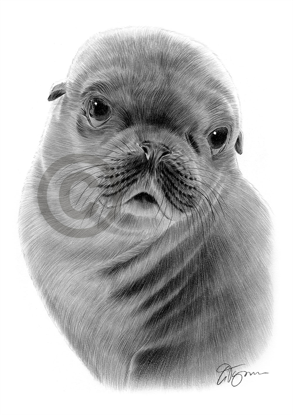 Pencil drawing of a seal Pencil drawing of a seal by artist Gary Tymon