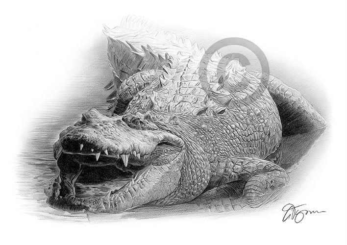 Pencil drawing of a crocodile