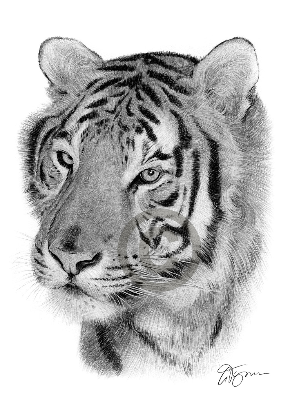 Pencil drawing portrait of a Bengal tiger by artist Gary Tymon