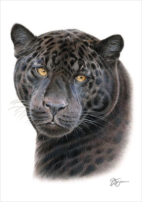 Colour pencil drawing of a Black Panther