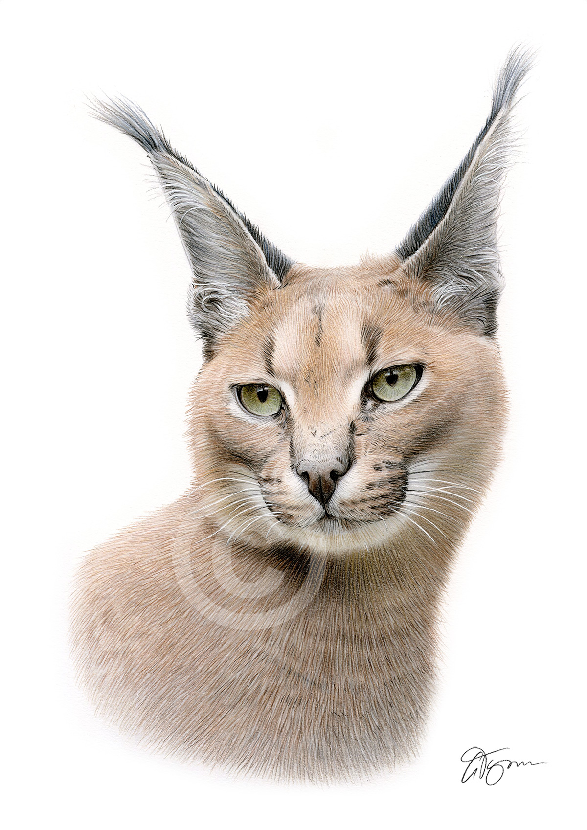 Pencil drawing of a caracal Pencil drawing of a caracal by artist Gary Tymon