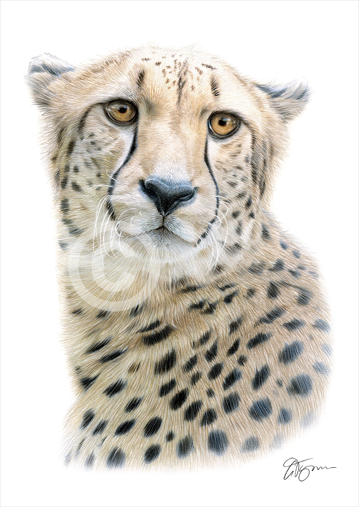 Pencil drawing of a cheetah Pencil drawing of a cheetah by artist Gary Tymon