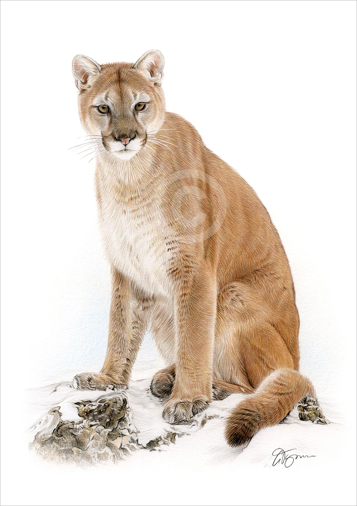 Pencil drawing of a cougar in colour by artist Gary Tymon