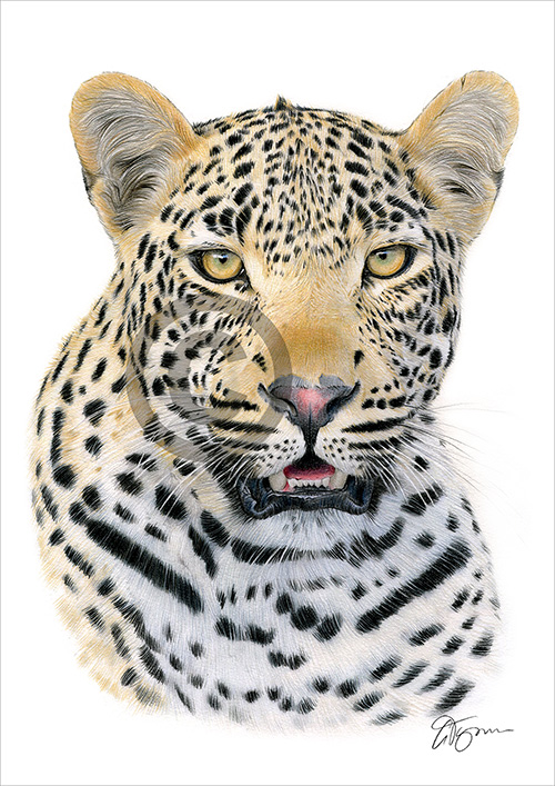Pencil drawing of a Leopard in colour