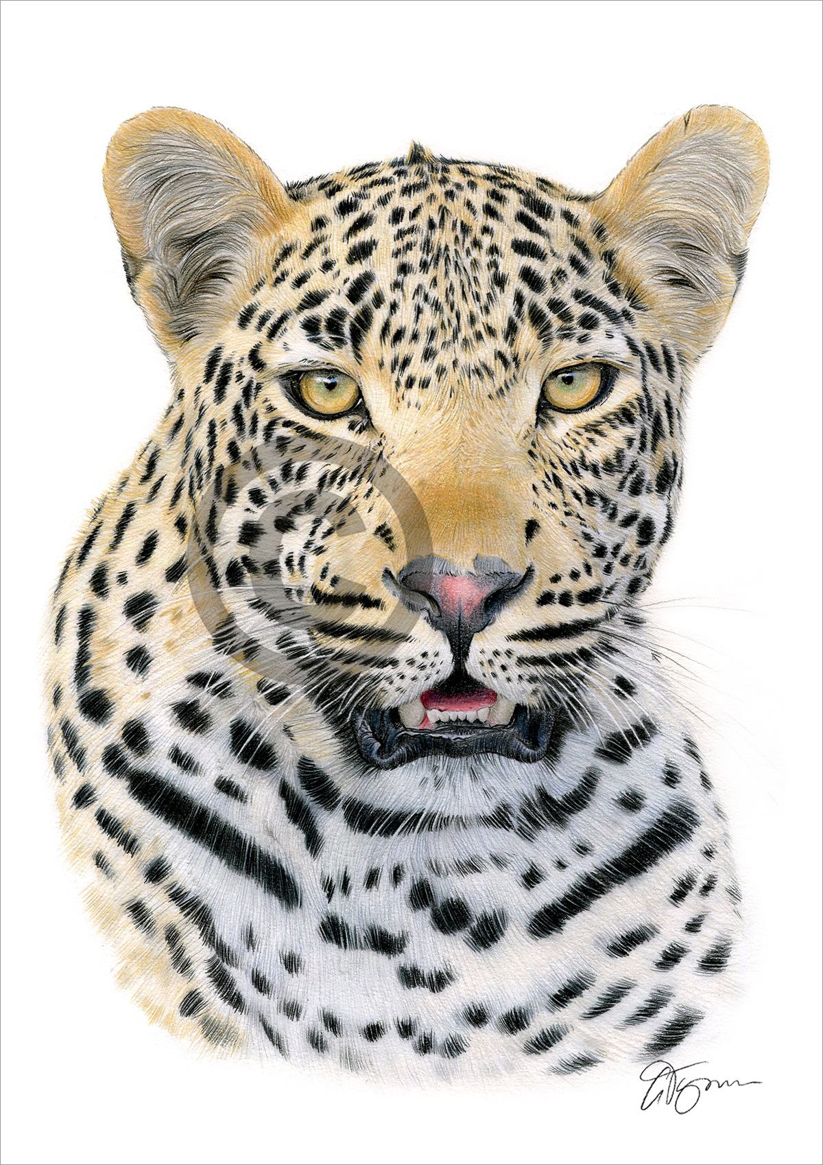 Pencil drawing of a leopard Pencil drawing of a leopard by artist Gary Tymon