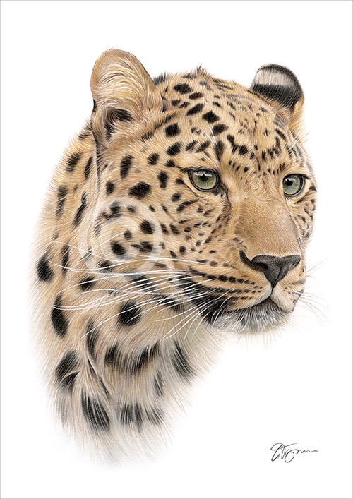 Pencil drawing of an adult Leopard in colour