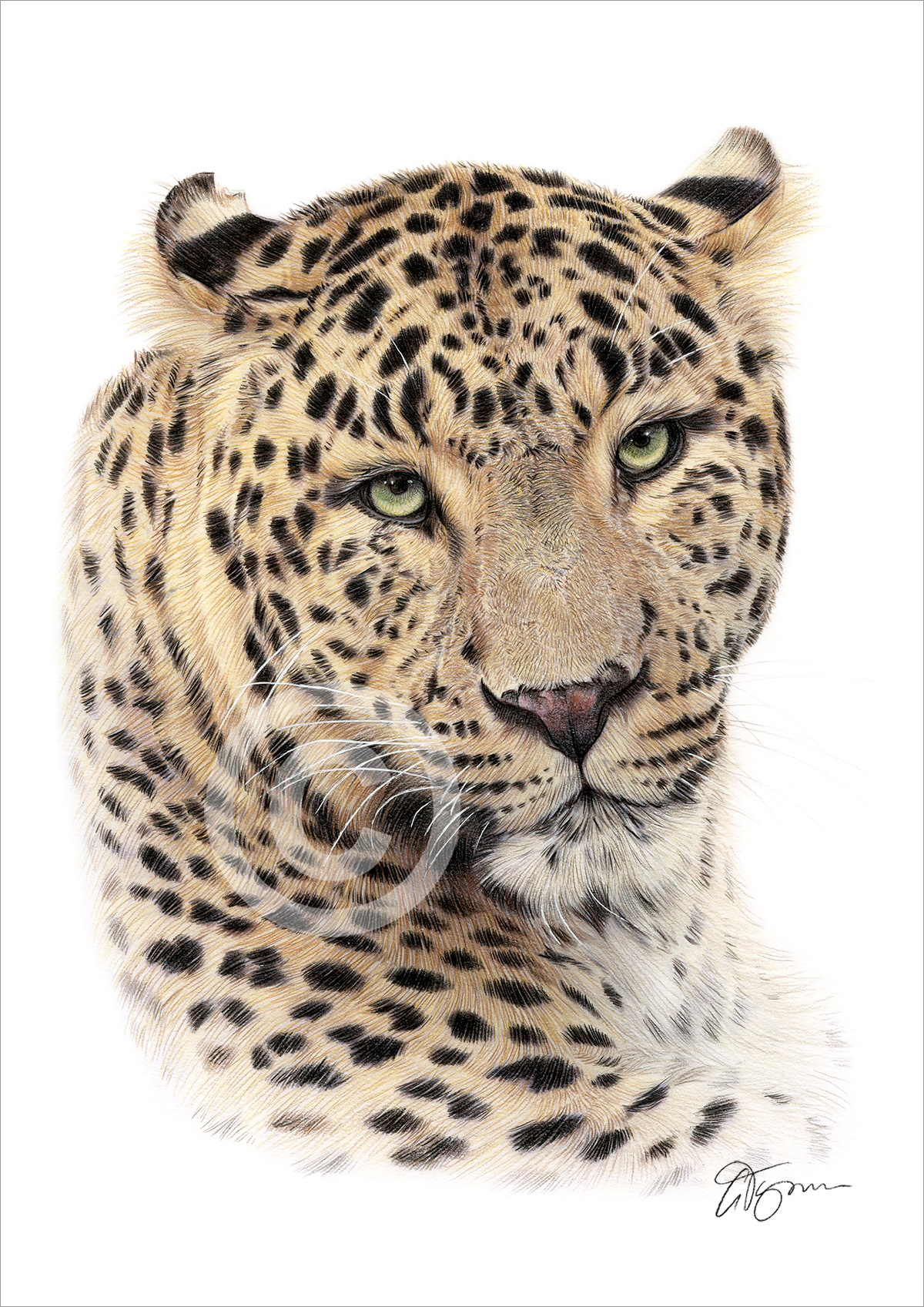 Pencil drawing of a leopard in colour Pencil drawing of a leopard in colour by artist Gary Tymon
