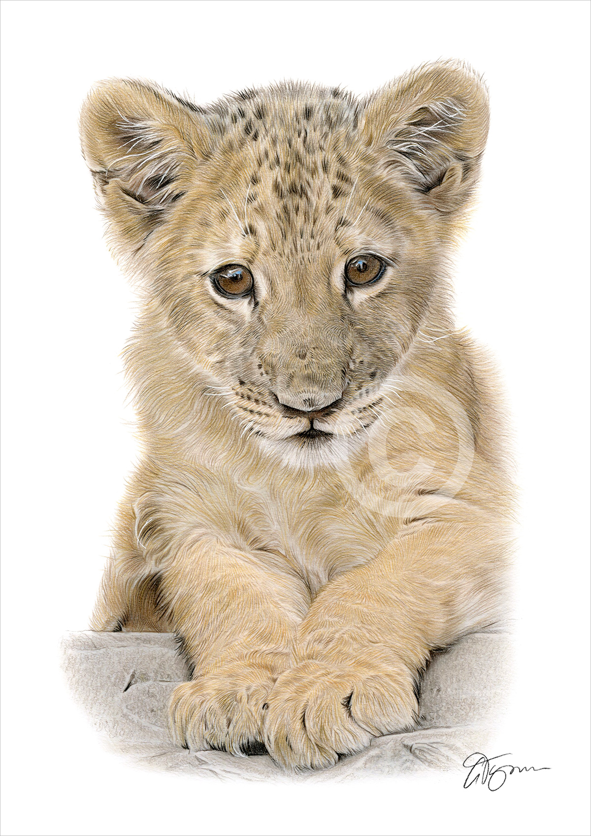 Pencil drawing of a lion cub in portrait Pencil drawing of a lion cub in portrait by artist Gary Tymon
