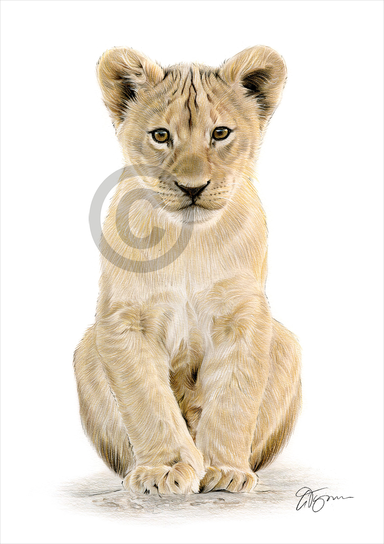 Pencil drawing of a young lion cub Pencil drawing of a young lion cub by artist Gary Tymon