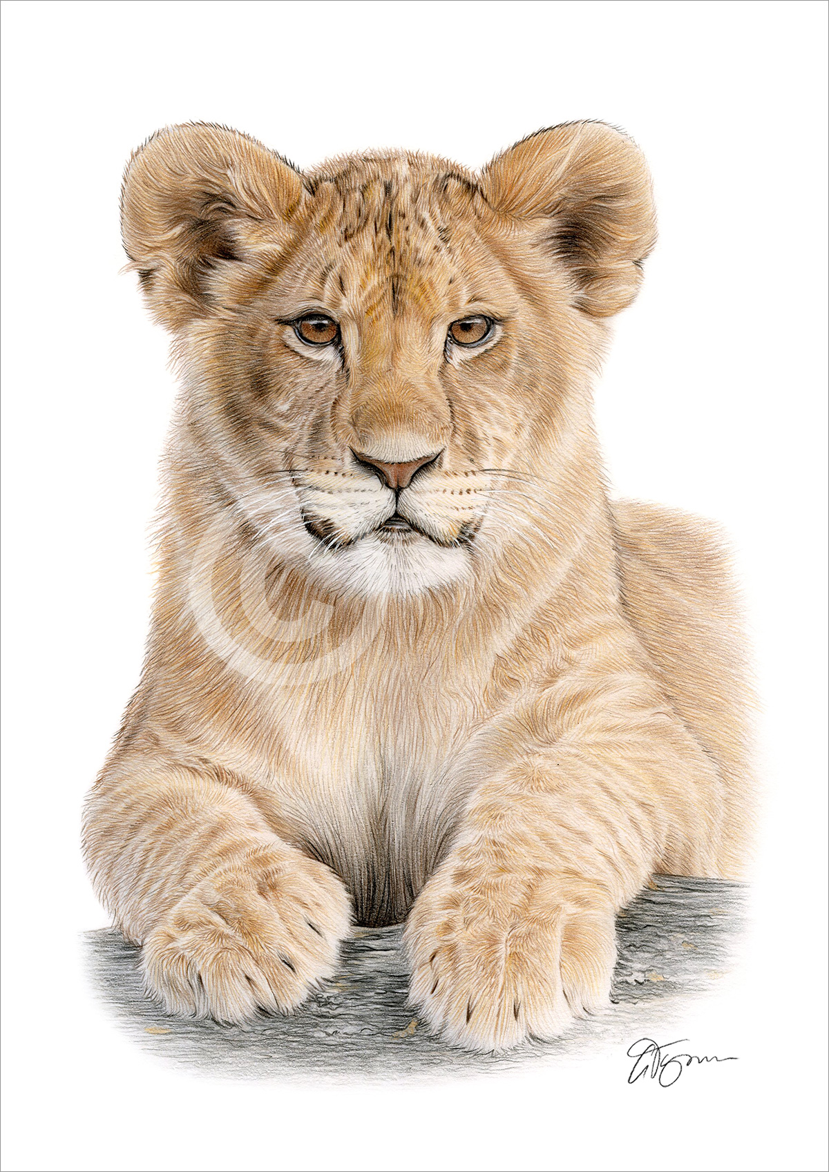 Pencil drawing of a lion cub in colour Pencil drawing of a lion cub in colour by artist Gary Tymon