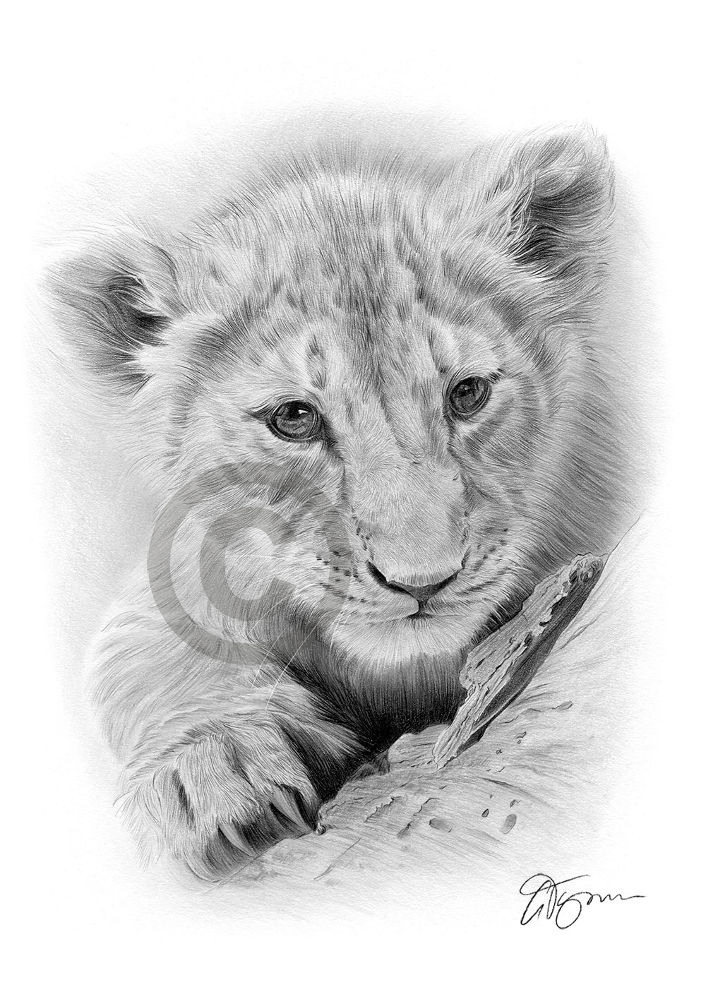 Pencil drawing of a lion cub Pencil drawing of a lion cub by artist Gary Tymon
