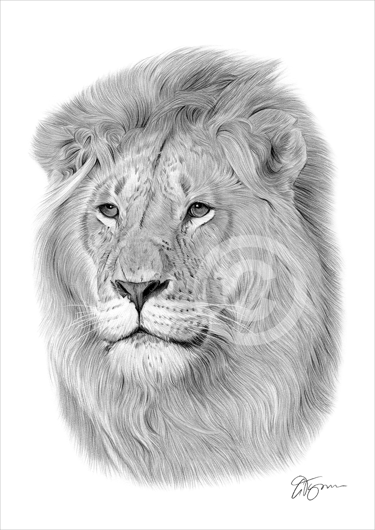 Pencil drawing of a lion by artist Gary Tymon