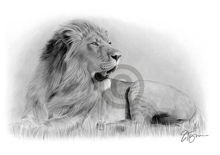 Pencil drawing of an adult Lion in landscape