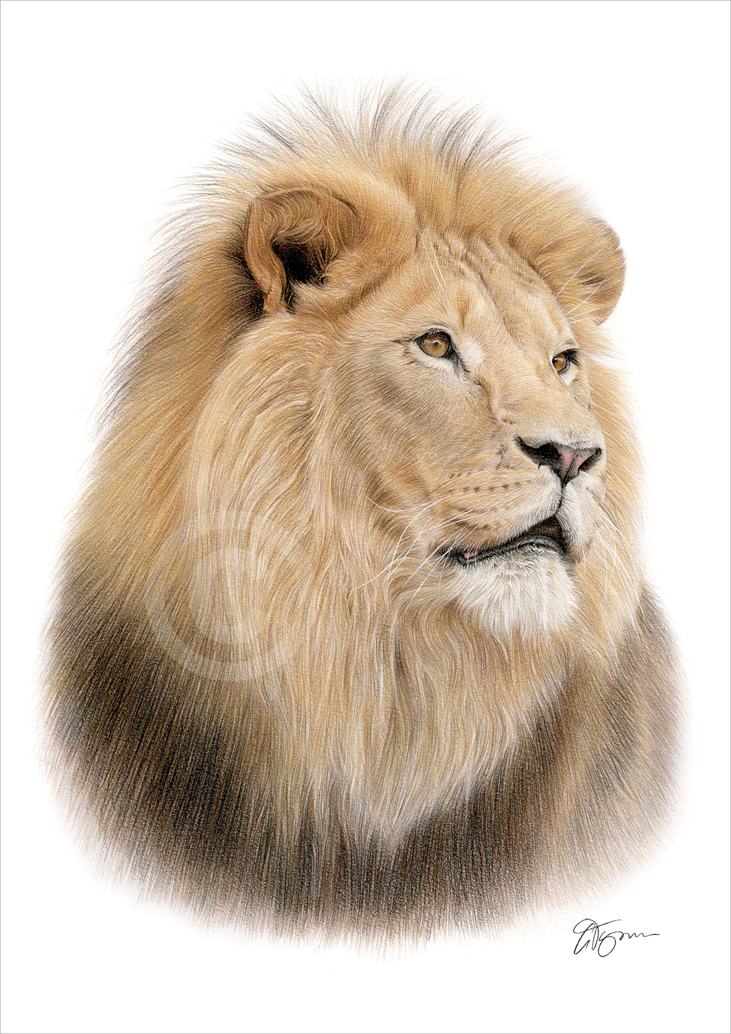 Pencil drawing of a lion in portrait by artist Gary Tymon