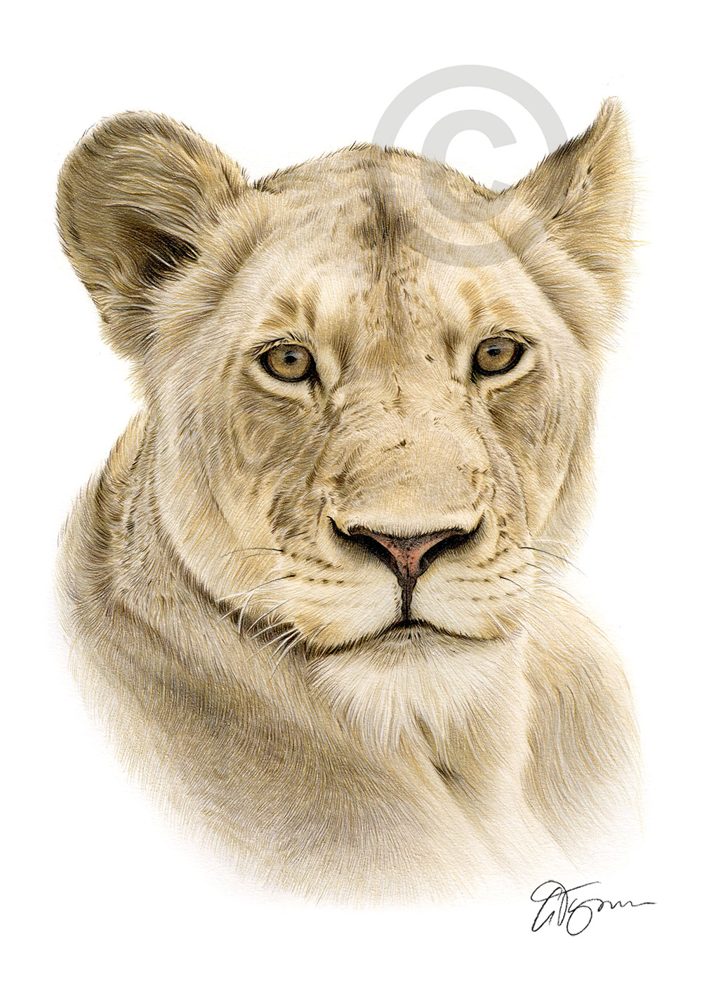 Pencil drawing of a lioness in colour by artist Gary Tymon