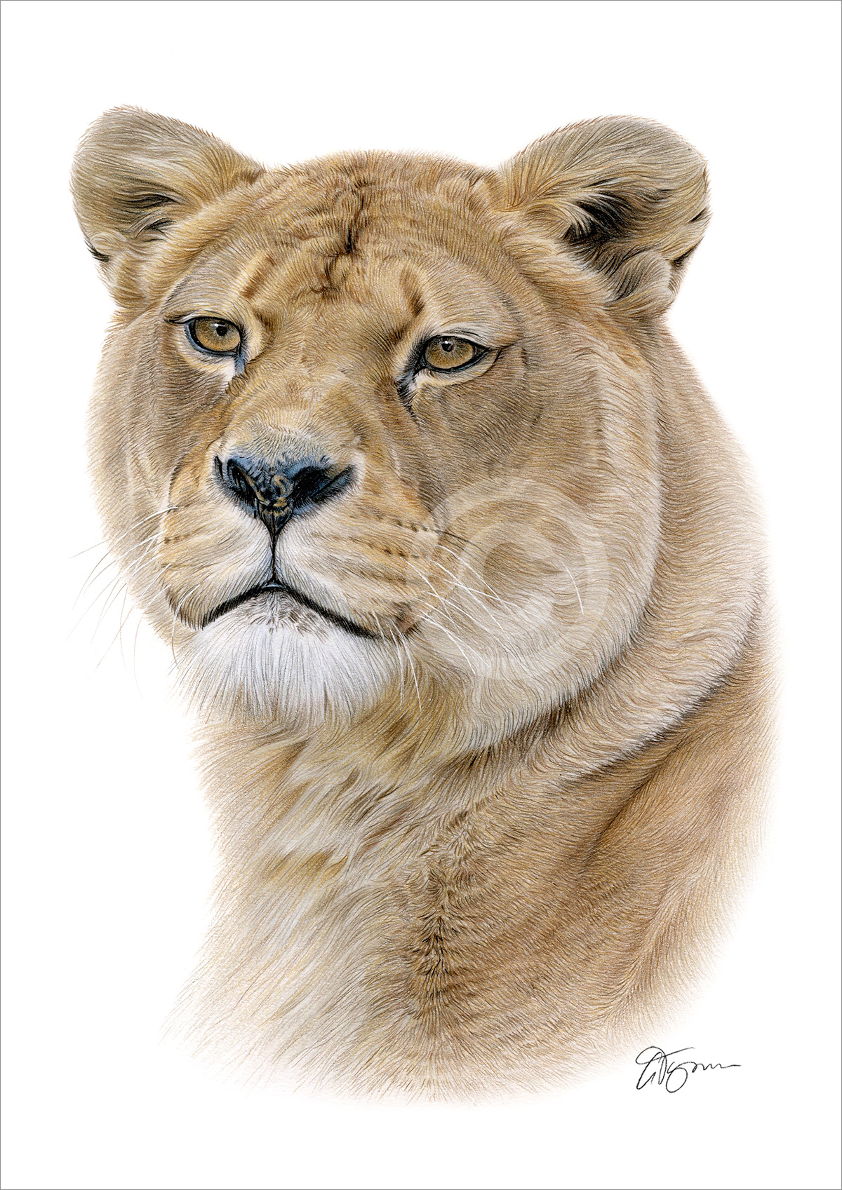 Pencil drawing of an adult lioness in colour by artist Gary Tymon