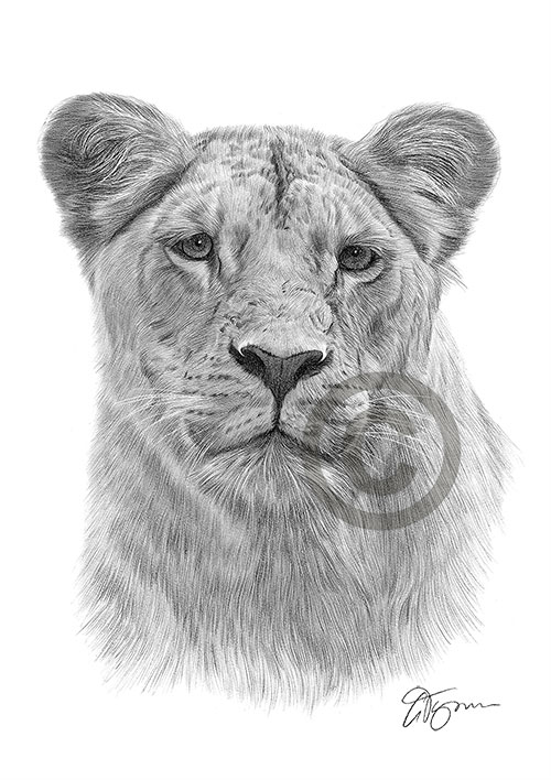 Pencil drawing of a Lioness