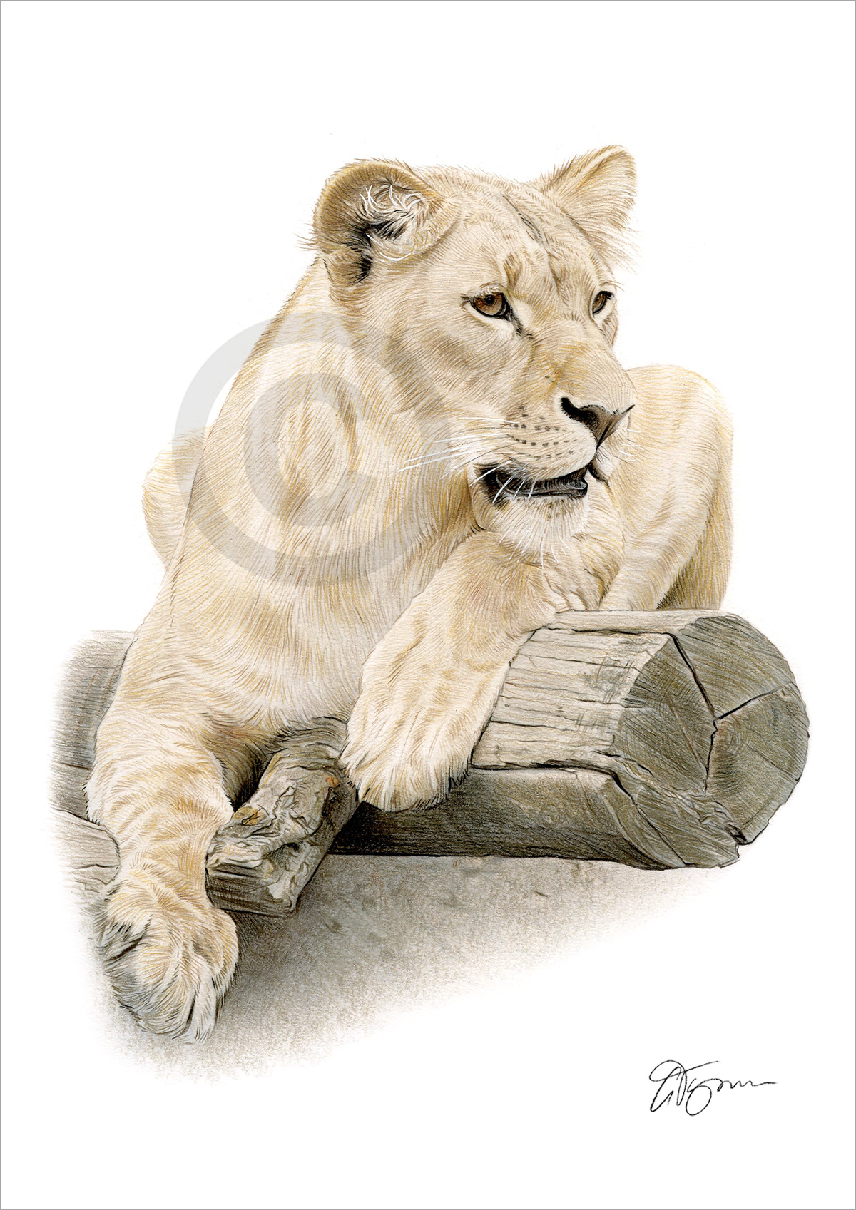 Pencil drawing of a lioness on a log by artist Gary Tymon