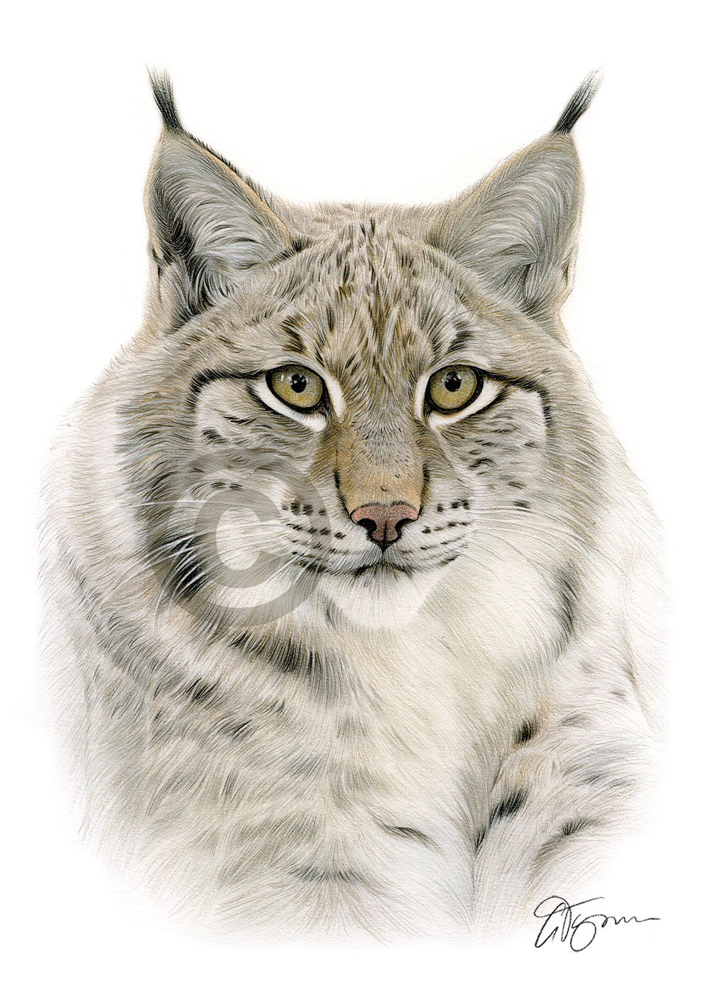 Pencil drawing of a lynx in colour Pencil drawing of a lynx in colour by artist Gary Tymon