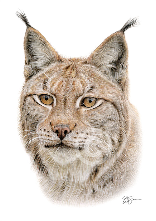 Pencil drawing of an adult Lynx in colour