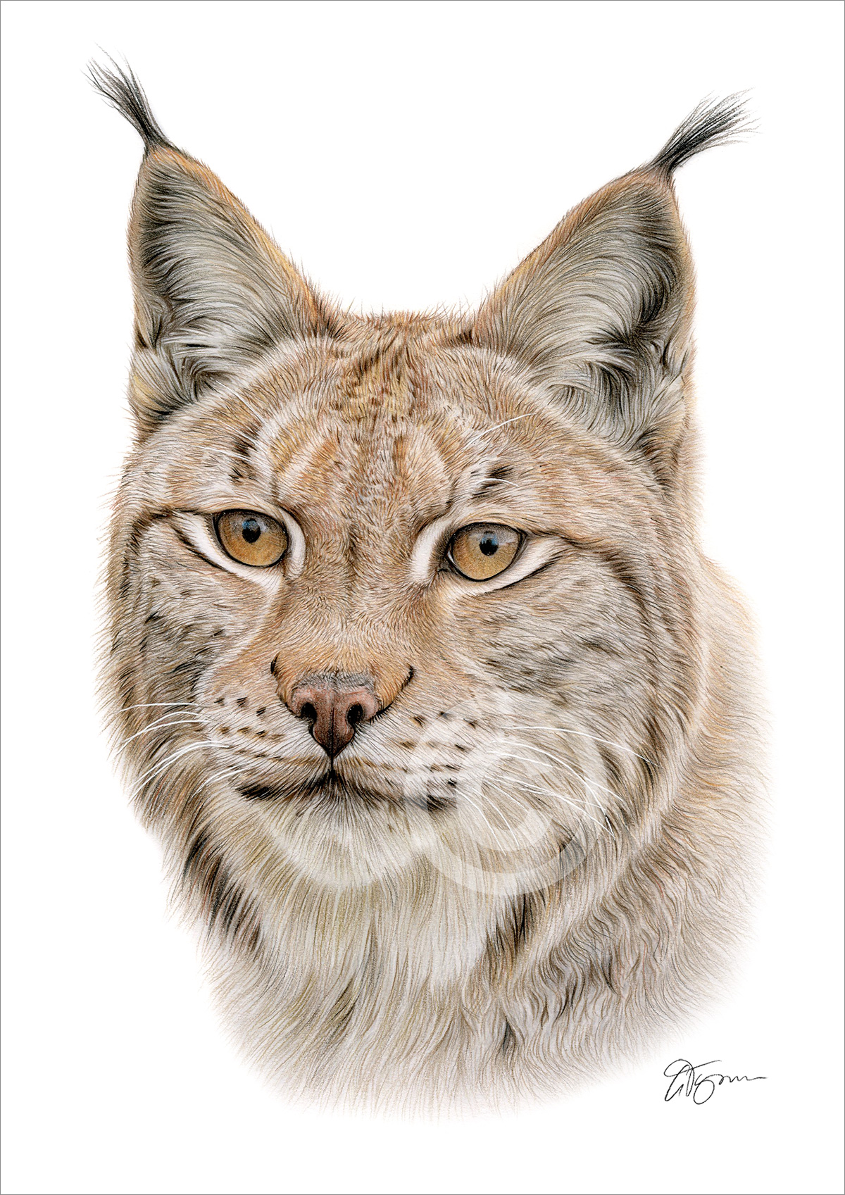 Pencil drawing of an adult lynx in colour Pencil drawing of an adult lynx in colour by artist Gary Tymon